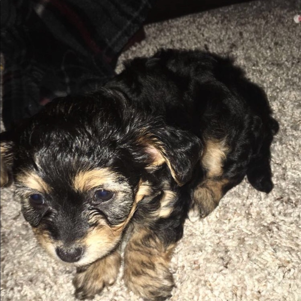 Meet your Posher, Jaz